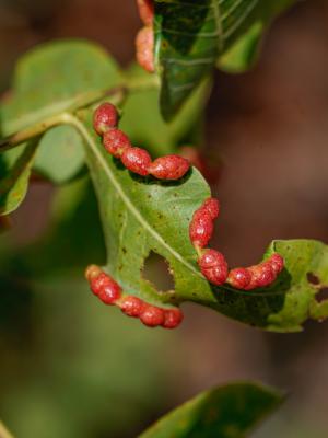 Galasy (wyrośla) tworzone przez mszyce żerujące na liściach pistacji
(w każdym galasie występują żywe osobniki)